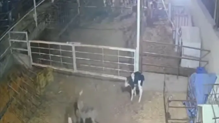 Çiftliğe giren kurt, buzağıyı yedi