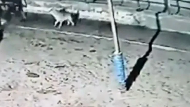 Çiftliğe saldıran kurtlar 2 ineği yaraladı