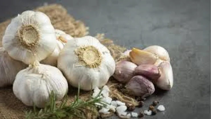 Çoğu kimsenin kokusundan nefret ettiği sarmısak 'beyaz altın' oldu