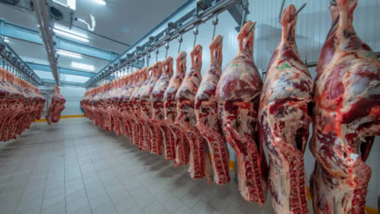 Dana ve kuzu karkas alım fiyatı arttı