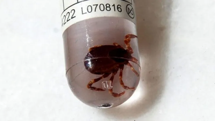 Erciyes Üniversitesi'nden Kene Ölümlerine Çözüm