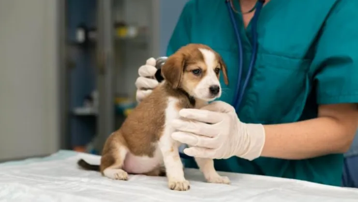 Evcil kedi ve köpeklerde ağız kokusunun en büyük nedeni: Tartar
