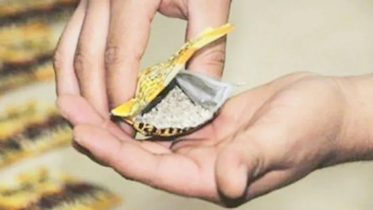 Fare Zehri Yiyen Bir Kişi Zehirlendi 