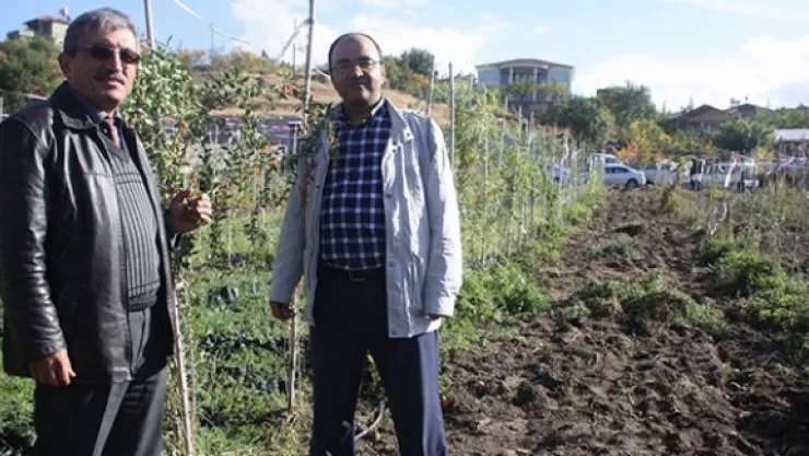 Goji Berry bitkisi kanser tedavisinde etkili oluyor