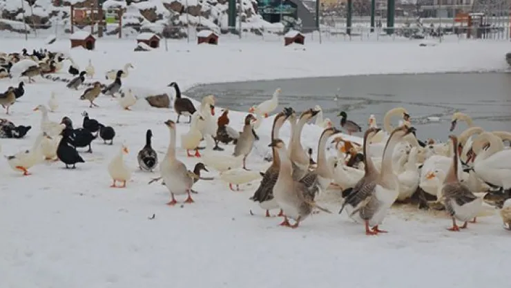 Hayvanat bahçesinde soğuktan üşüyen hayvanlara ısıtmalı çözüm