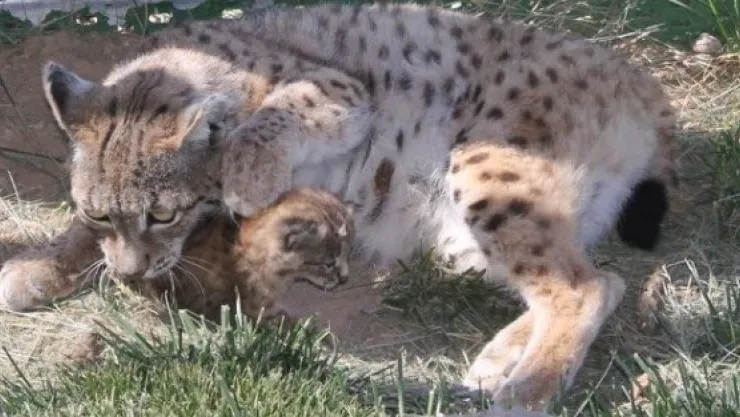 Hayvanat Bahçesi'nde Yavru Vaşak Heyecanı