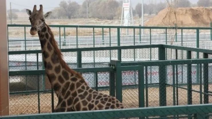Hayvanat Bahçesinin En Uzun Misafiri 