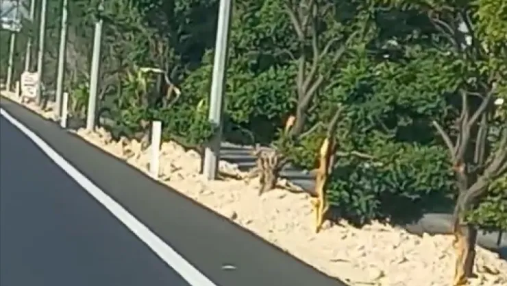 İncesu Yolunda Ağaçlara Kırıcı Müdahale: Doğa Severlerden Tepki