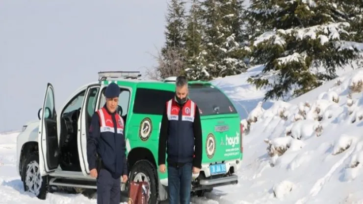 Jandarma sokak hayvanlarını ve yılkı atlarını besledi