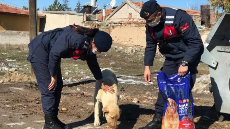 Jandarma ve polisten sokak hayvanlarına mama desteği