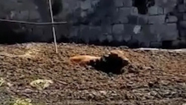 Kaçan kurbanlık gübre çukuruna saplandı