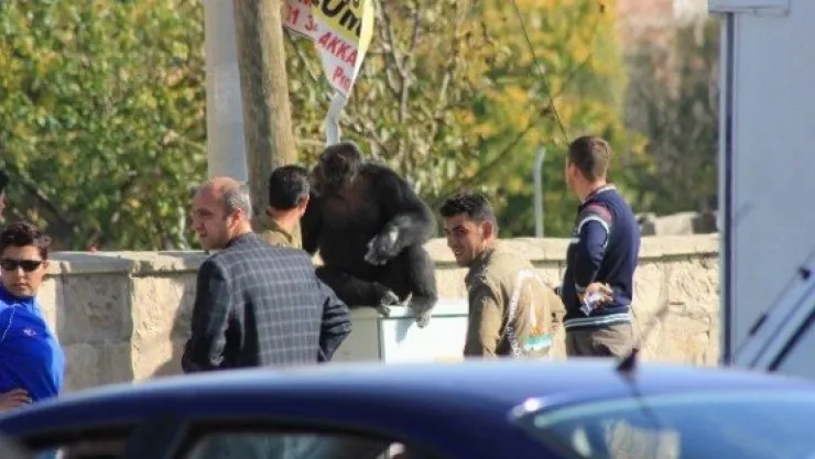 Kafesinden Kaçan Şempanze Uyuşturucu İğneyle Bayıltıldı