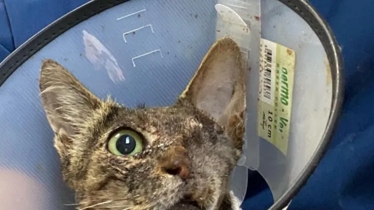 Kanserli kediye umut oldular