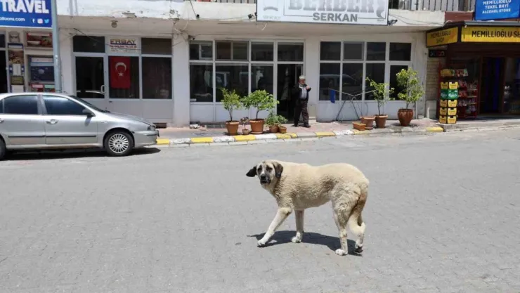 Kapadokya'da sokak köpekleri turizmi de etkiliyor