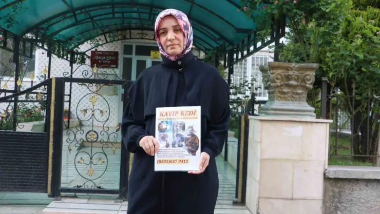 Kaybolan kedisini bulana para ödülü verecek