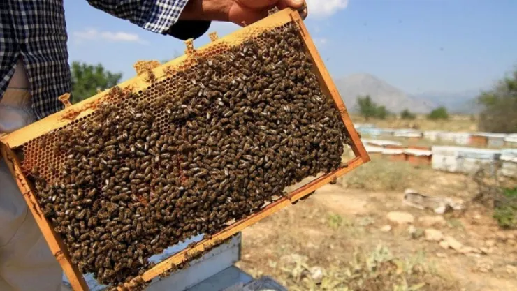 Kayseri Büyükşehir Belediyesi'nden Yeni Arıcılık Destek Projesi: 600 Arı kolonisi dağıtılacak