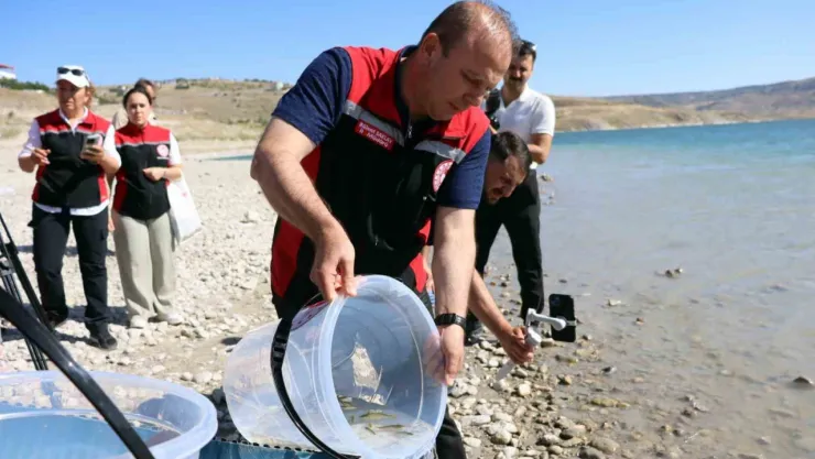 Yamula Barajı'na 800 bin yavru sazan bırakıldı