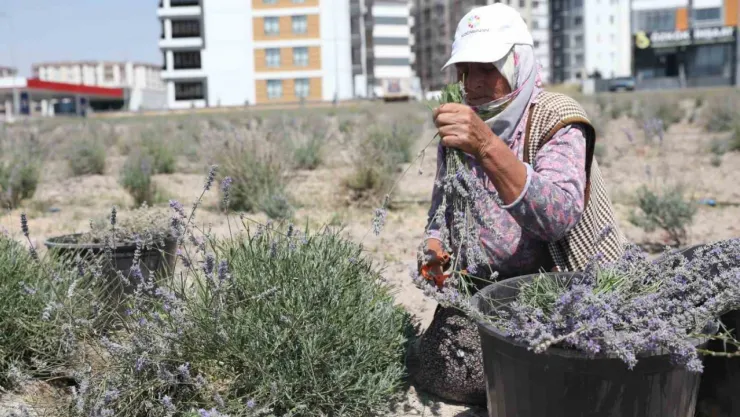Kayseri'nin parfüm kokan mahallesi: Erkilet
