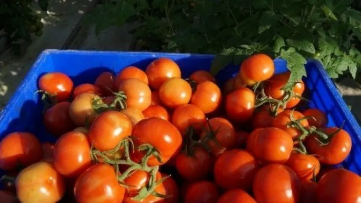 Kayseri Şeker'in Serasında  Domates Hasadına Başlandı