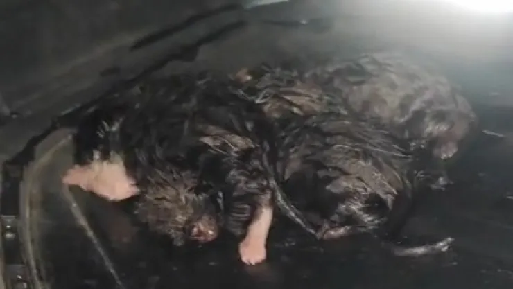 Kedi, aracın tamponunda doğum yaptı