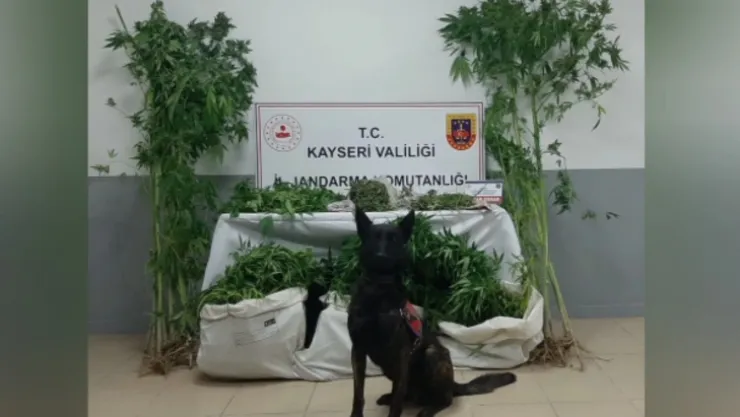 Kenevir serası kuran zehir tacirleri yakalandı