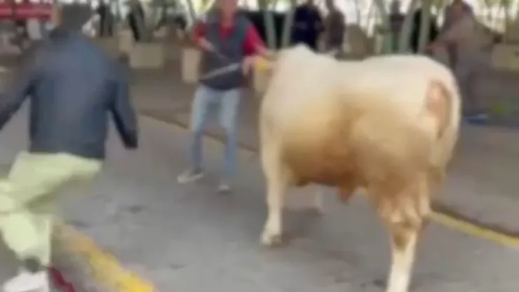 Kesime giden kurbanlardan bazıları kaçtı