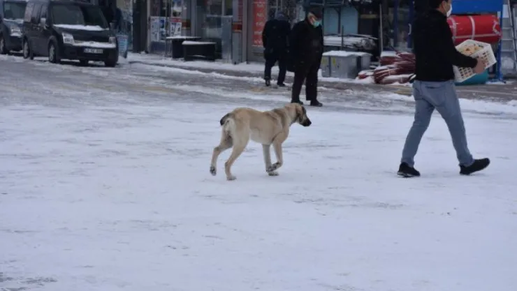 Kış aylarında aç kalan başıboş köpekler tehlike arz ediyor: Belediyeler acil önlem almalı