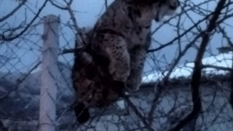 Köpeklerden kaçan vaşak tel örgüde asılı kaldı, görenler şaşkınlık yaşadı