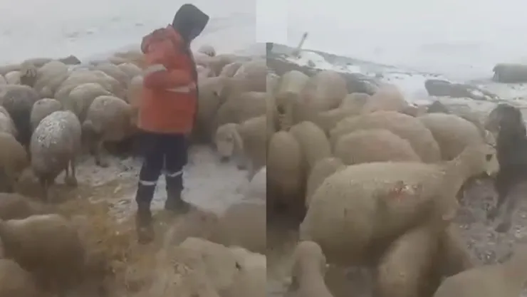 Koyun sürüsü dağda mahsur kaldı