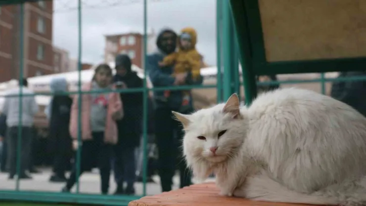 Küçük Dostlar Kedi Kasabası Açıldı