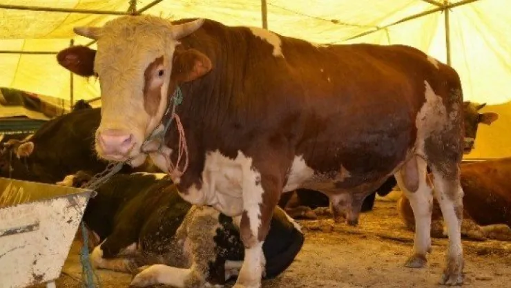 Kurban Pazarının Pehlivan Ve Kral'ı Büyük İlgi Görüyor