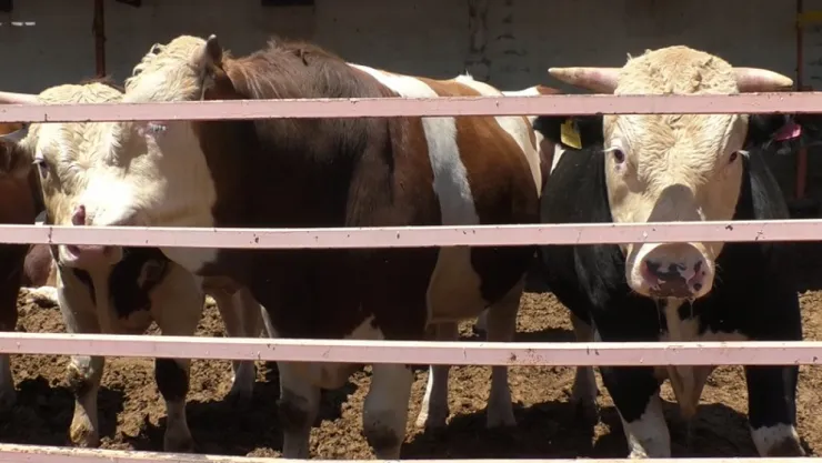 Kurbanlık satışları başladı: Büyükbaş hissesi 30 bin liradan satışa sunuldu