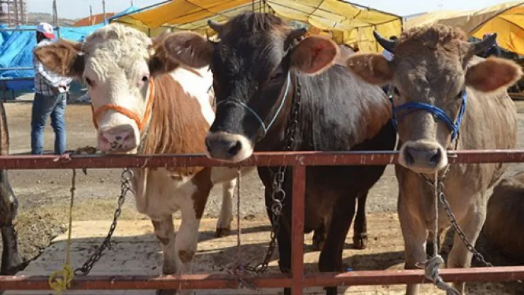 Kurbanlık satışları ne alıcıyı ne de satıcıyı memnun etmedi