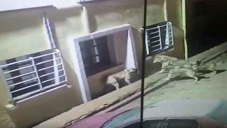 Kurtlar köye dadanıp köpeklere saldırdı, o anlar güvenlik kamerasına yansıdı