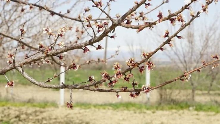 Meteorolojiden zirai don uyarısı
