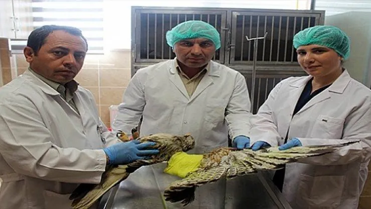 Minik sporcunun kurtardığı şahin Kayseri'de tedavi ediliyor