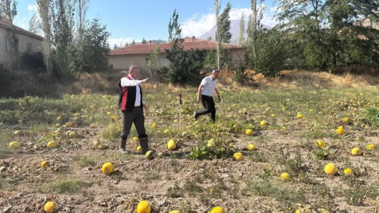 Müdür Saklav, 'Çerezlik kabak üretiminde 1'inci sıradayız'