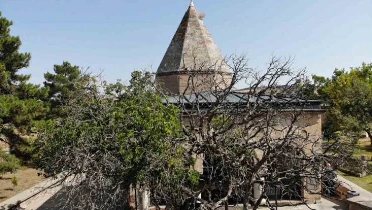 Nevşehir'de 700 yaşındaki dut ağacı, zamana meydan okuyor