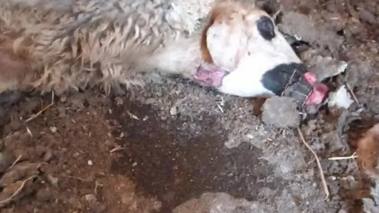 Nevşehir'de aç kalan kurtlar koyunlara saldırdı