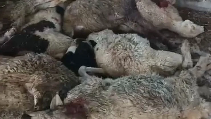Niğde'de aç kurt 9 koyunu telef etti, 7 koyunu yaraladı