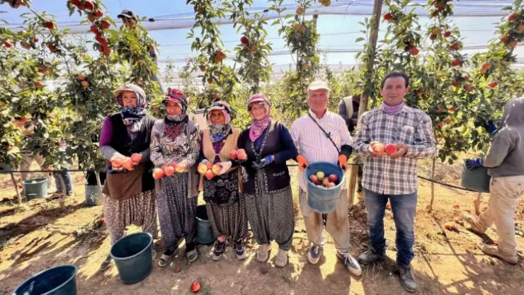 Niğde'de bu yıl 650 bin ton elma rekoltesi bekleniyor