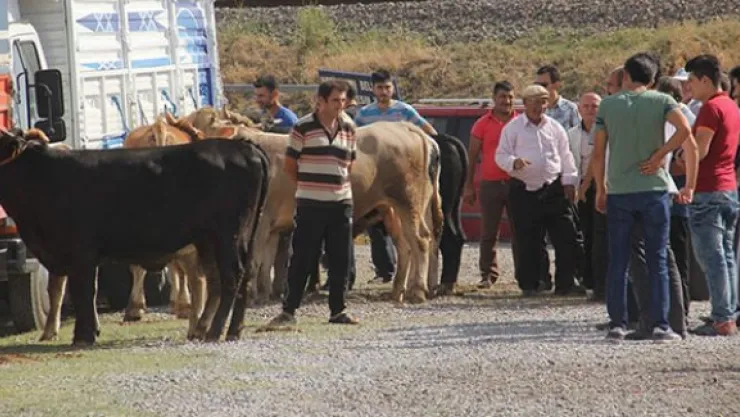 Oymaağaç kurban pazarı kurban almak isteyenlerin akınına uğradı