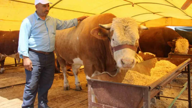 Pazarın şampiyonu alıcısını bekliyor