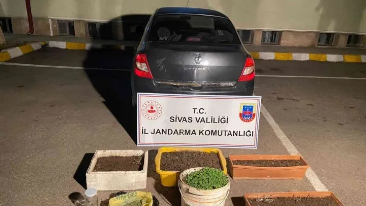 Sivas'ta 800 kök kenevir ele geçirildi