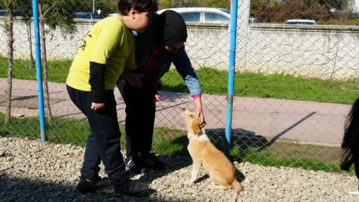 Sokak köpeği tehlikesi: Sevmek isterken ortaokul öğrencisi ısırıldı