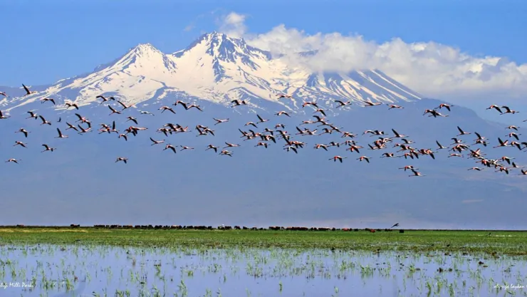 Sultan Sazlığı Kayseri Büyükşehir Belediyesine geçti