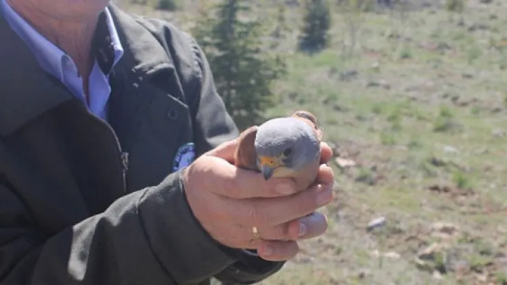 Tedavi edilen yabani hayvanlar doğaya bırakıldı