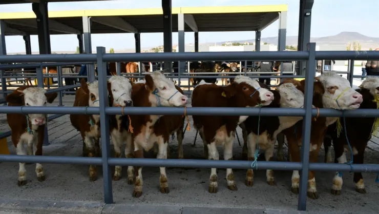 Ticaret Borsası canlı hayvan pazarı Cumhuriyet Bayramı'nda açık olacak