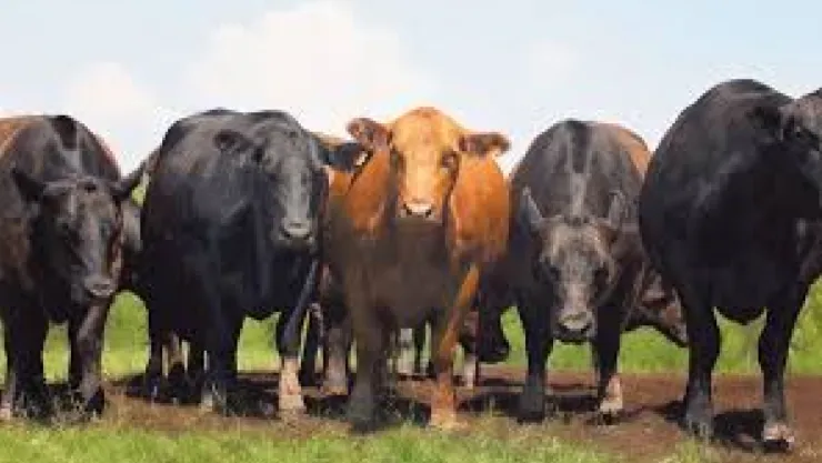 Türkiye'de Hayvancılıkta İthalatında Tarihi Rekor