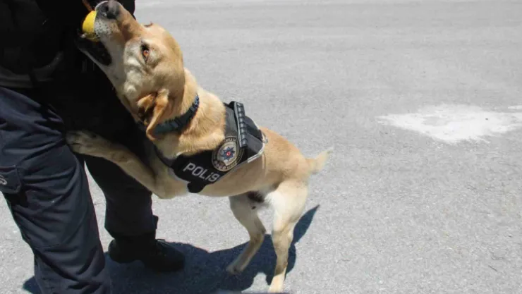 Uyuşturucu tacirlerinin korkulu rüyası 'Jack'